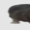 el