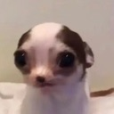 wha Discord emoji