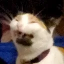 1scrunge