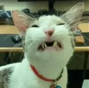 3scrunge