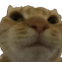 catnono