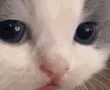 catstare