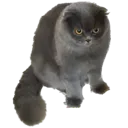sit