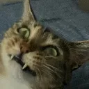 4scrunge