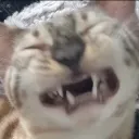 6scrunge