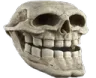 troll_skull