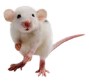 craig