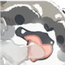 raccoon_lick