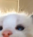 catseeyou