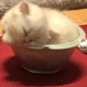 bowl_sleep