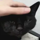 ggamipetting