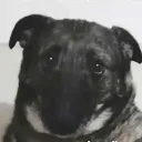 sobdog