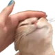 Cat_PatPat