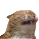 cat_sneeze