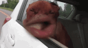 Funny_Dog_Lips_Wave Discord emoji