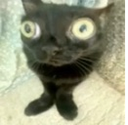 Cat_Jinx
