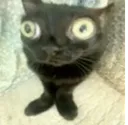 Cat_Jinx
