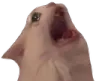 aghh aghh