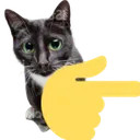 9058pointingrightcat