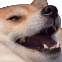 dogo2