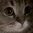 fab_meow
