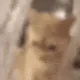 cat_scream