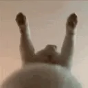 cat_JIGGLE
