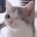 catwink catwink