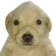 Perro