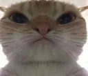 CatVlogMad