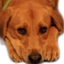 gracieplz