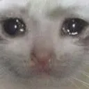 crycat
