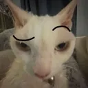 ayo