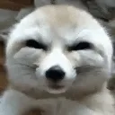 fennec_evil