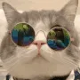 coolcat