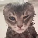 Catlol catlol Discord Emoji