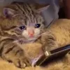 cryphone