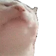 CATJAM