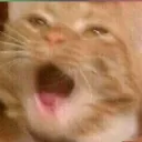 cat_screaming