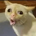 cat_vomit