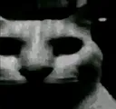 cat_darcvailon