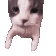 012_catfastkiss Discord emoji