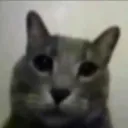 pgKITTY