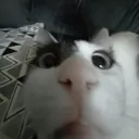cat_what cat_what