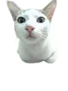 Ki