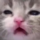 unamusedcatto