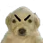 dog_explicate