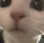 cathello