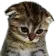 catsad