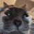 catStare